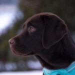 honden