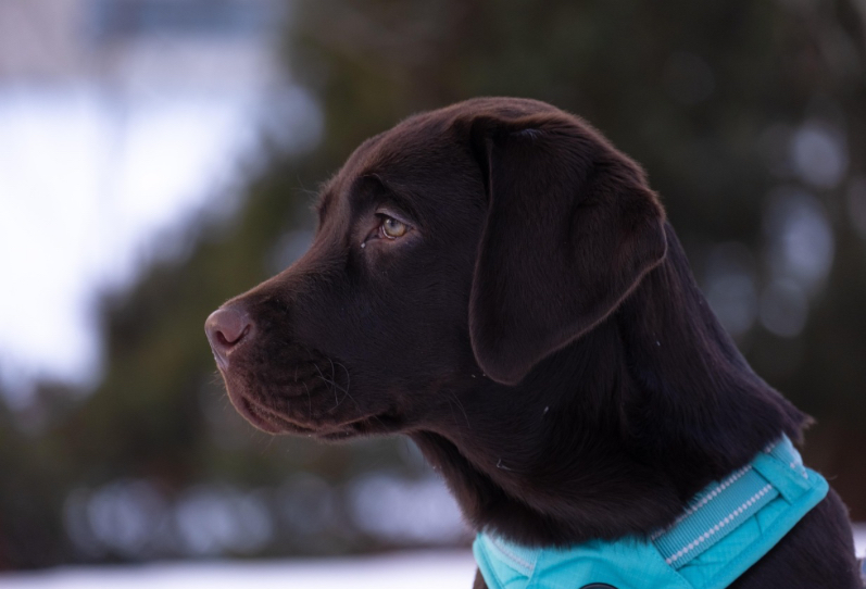 honden